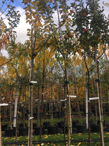 Malus 'Zabergäu Renette'               CAC Apfel 'Zabergäu Renette'            mittel