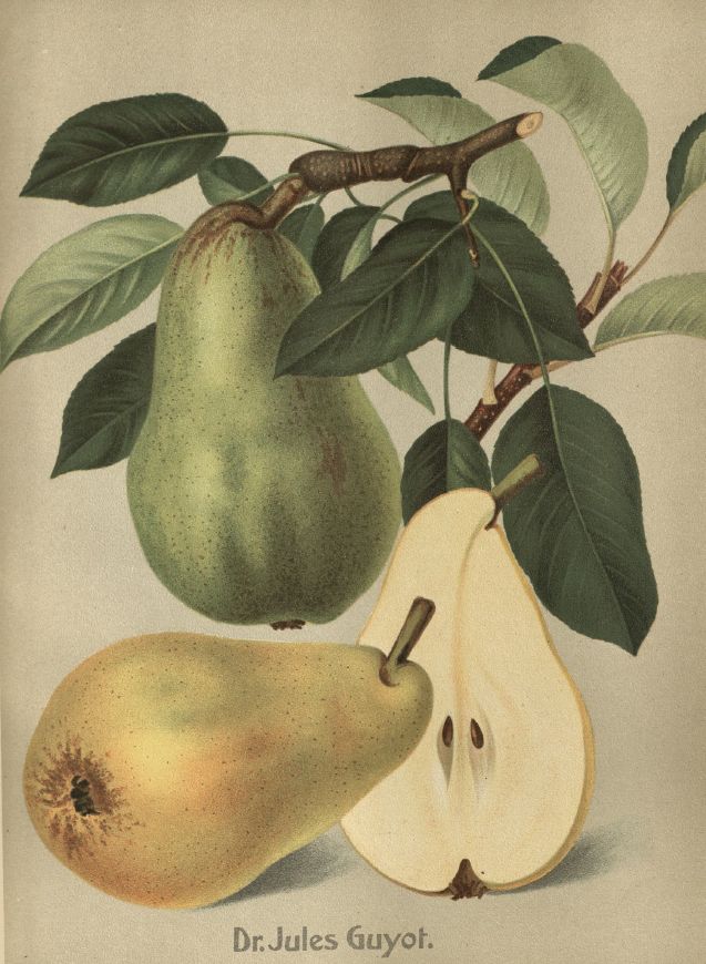 Pyrus com.'Jules Guyot'                CAC Birne 'Jules Guyot'                   früh