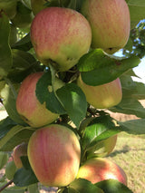 Malus 'Finkenwerder Herbstprinz'       CAC Apfel 'Finkenwerder Herbstprinz'      spät