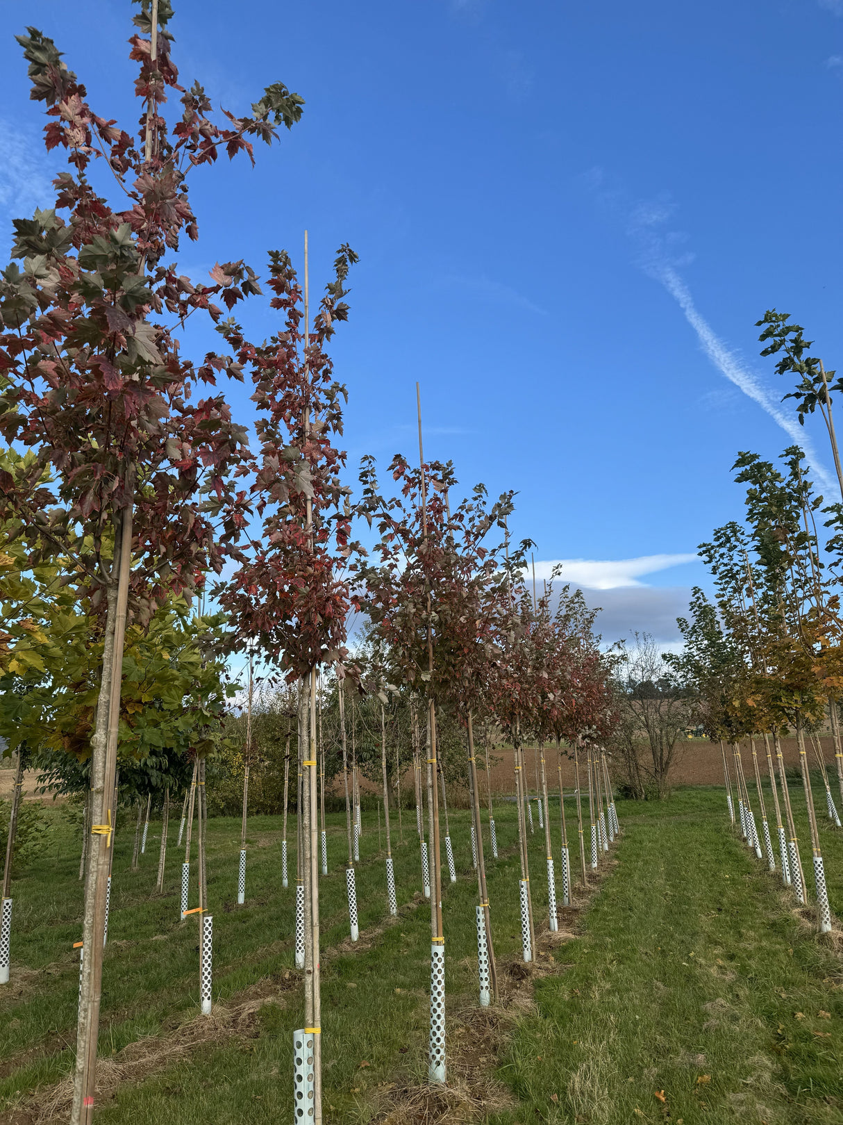 Acer rubrum 'October Glory' Rotahorn 'October Glory'