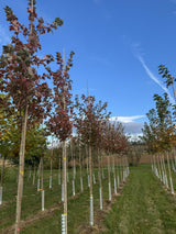 Acer rubrum 'October Glory' Rotahorn 'October Glory'