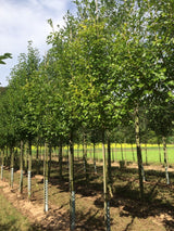 Crataegus mordenensis 'Toba' Kanadischer Rotdorn 'Toba'