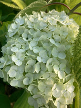 Hydrangea arbor. 'Annabelle' Ballhortensie 'Annabelle'