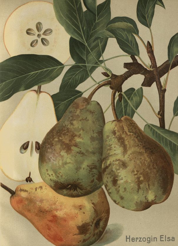 Pyrus com.'Herzogin Elsa'              CAC Birne 'Herzogin Elsa'               mittel