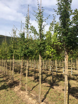 Acer campestre Feldahorn