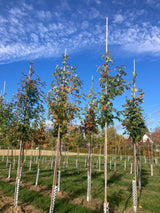 Sorbus domestica Speierling