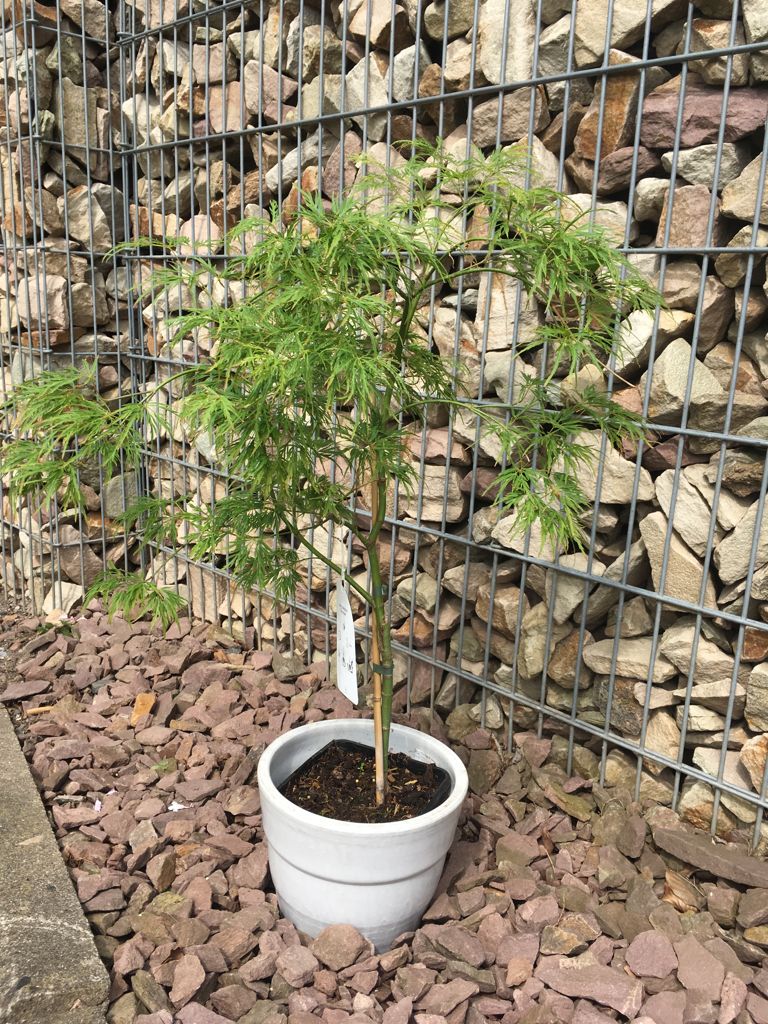Acer palmatum 'Dissectum' Grüner Schlitzahorn