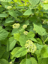 Hydrangea arbor. 'Annabelle' Ballhortensie 'Annabelle'