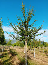 Acer campestre Feldahorn