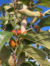 Crataegus lavallei 'Carrierei' Apfeldorn