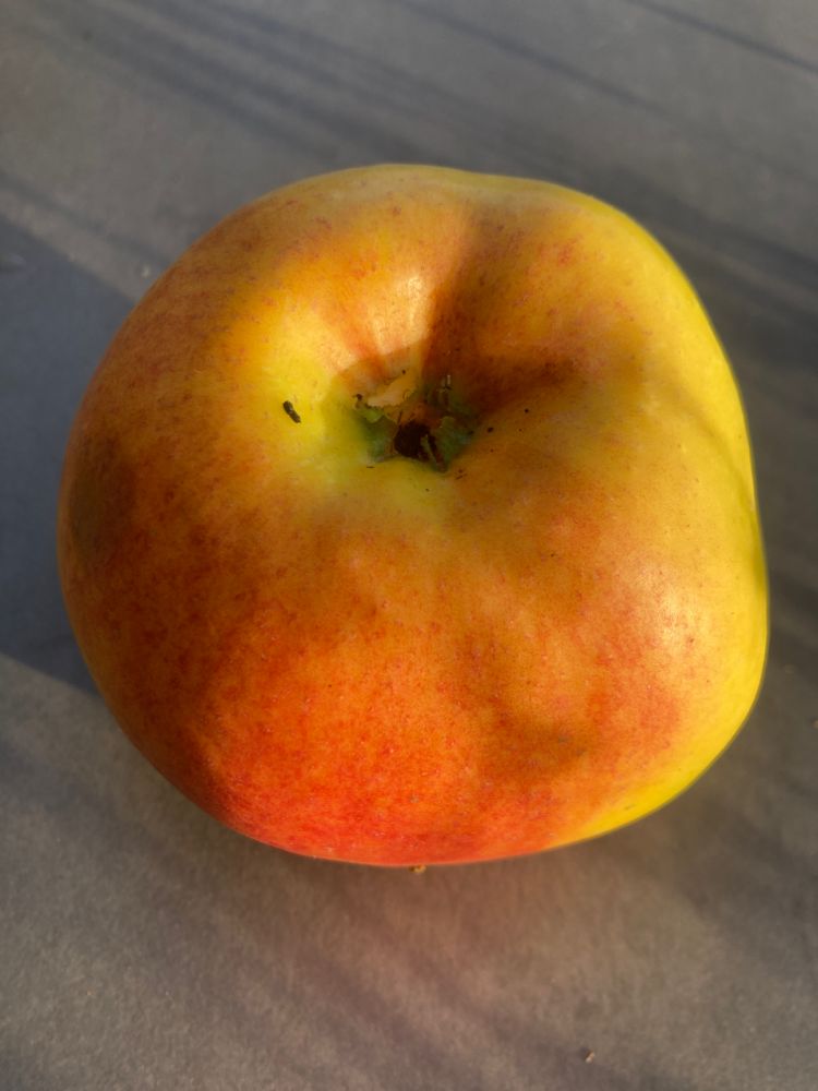 Malus 'Rheinischer Winterrambur'       CAC Apfel 'Rheinischer Winterrambur'      spät