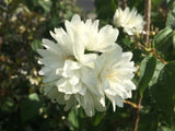 Philadelphus 'Schneesturm' Gefüllter Gartenjasmin 'Schneesturm'