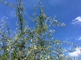 Pyrus salicifolia Weidenblättr.Birne