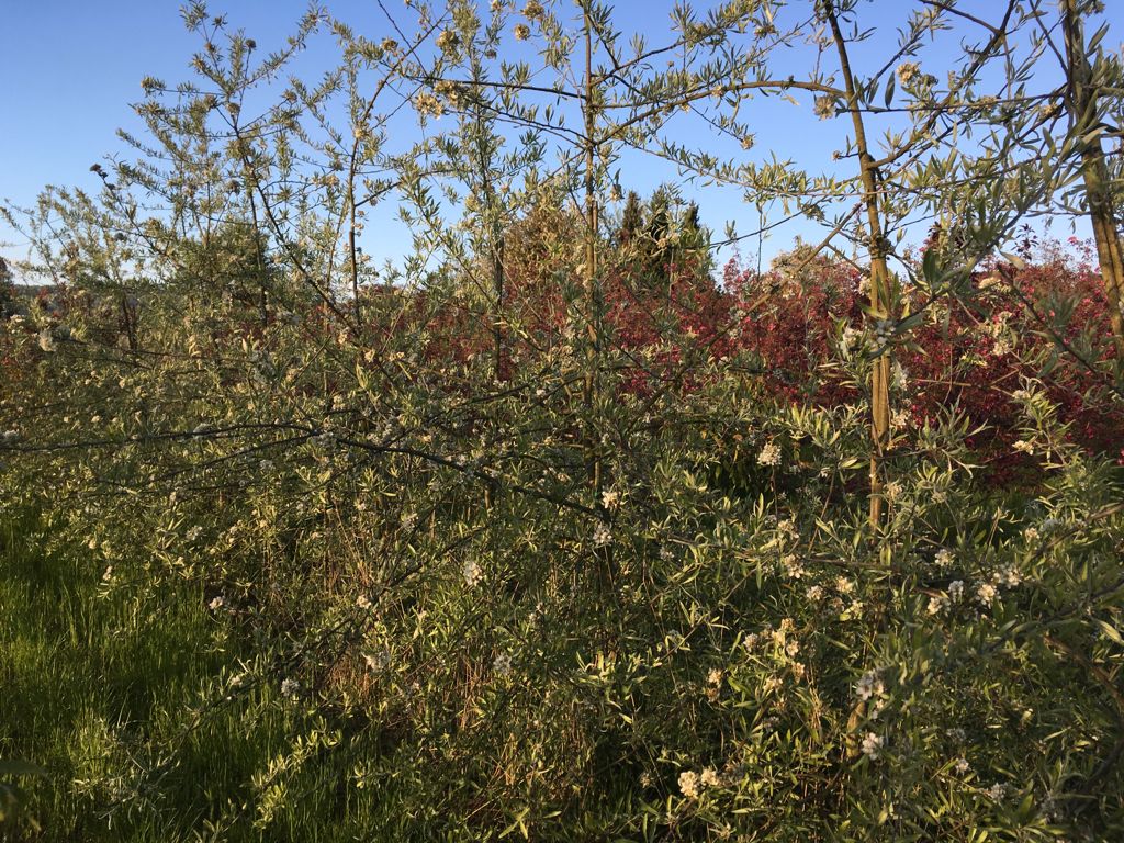 Pyrus salicifolia Weidenblättr.Birne