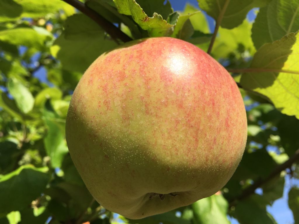 Malus 'Roter Bellefleur'               CAC Apfel 'Roter Bellefleur'              spät