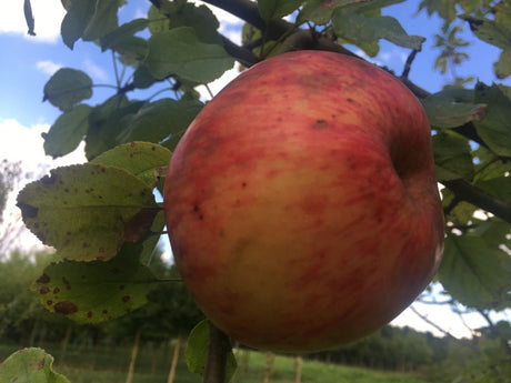Malus 'Dülmener Herbstrosenapfel'      CAC Apfel 'Dülmener Herbstrosenapfel'   mittel