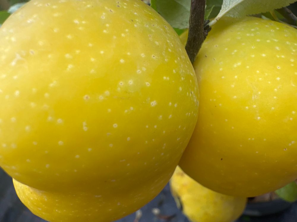 Chaenomeles x superba 'Jet Trail' Zierquitte 'Jet Trail'