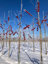 Malus 'Red Sentinel' Zierapfel 'Red Sentinel'