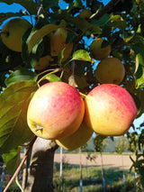 Malus 'Pinova'  -S-                    CAC Apfel 'Pinova'  -S-                 mittel