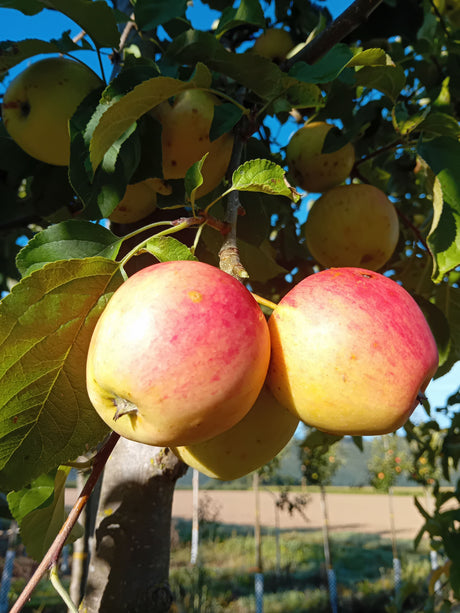 Malus 'Pinova'  -S-                    CAC Apfel 'Pinova'  -S-                 mittel