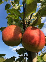 Malus 'Elstar'                         CAC Apfel 'Elstar'                      mittel
