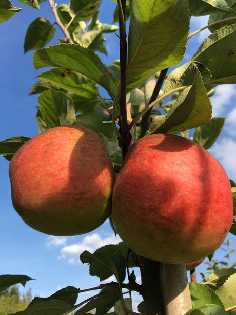Malus 'Elstar'                         CAC Apfel 'Elstar'                      mittel