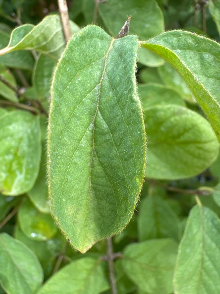 Lonicera xylosteum Gemeine Heckenkirsche