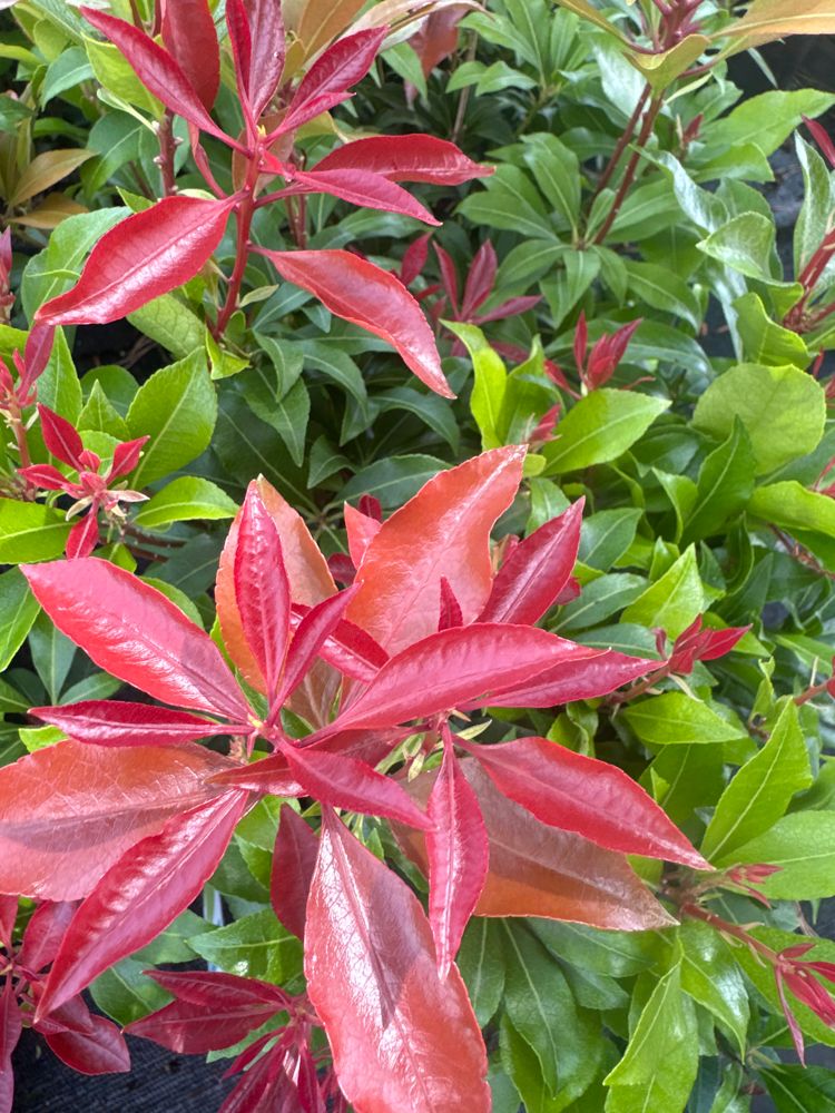 Pieris japonica 'Mountain Fire' Schattenglöckchen 'Mountain Fire'