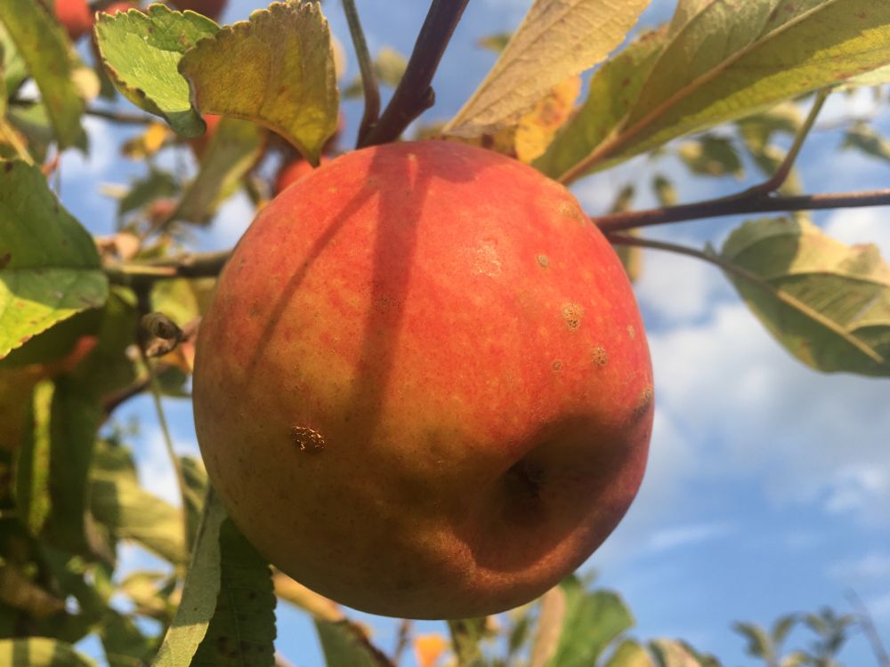 Malus 'Elstar'                         CAC Apfel 'Elstar'                      mittel