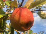 Malus 'Elstar'                         CAC Apfel 'Elstar'                      mittel