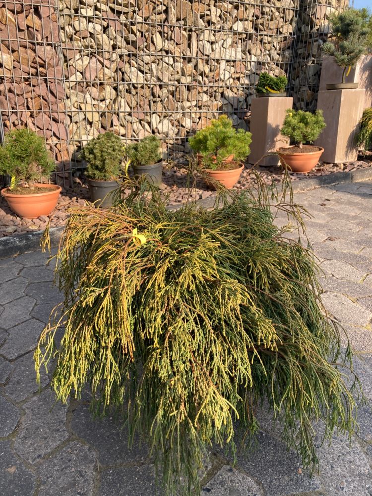 Chamaecyparis pis.'Sungold' Gelbe Fadenzypresse 'Sungold'