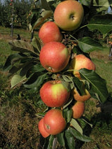 Malus 'James Grieve'                   CAC Apfel 'James Grieve'                mittel