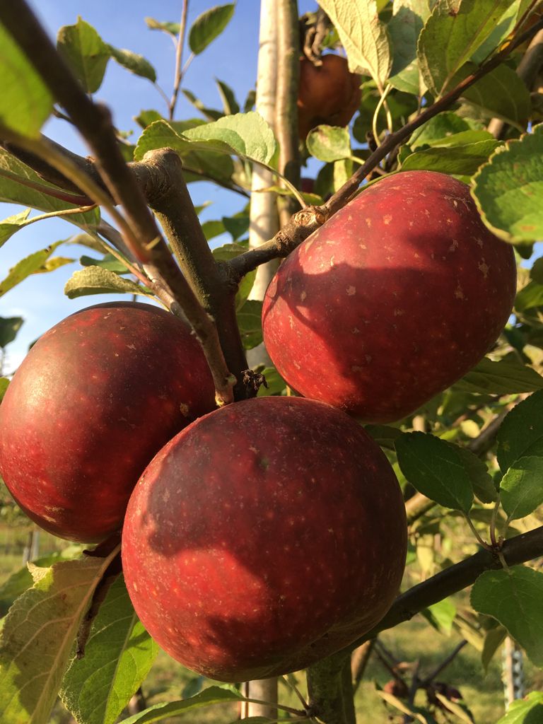 Malus 'Ingrid Marie'                   CAC Apfel 'Ingrid Marie'                mittel
