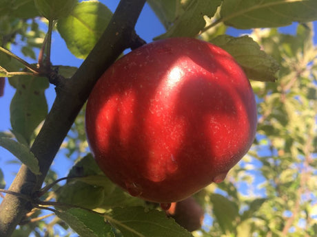 Malus 'Ingrid Marie'                   CAC Apfel 'Ingrid Marie'                mittel