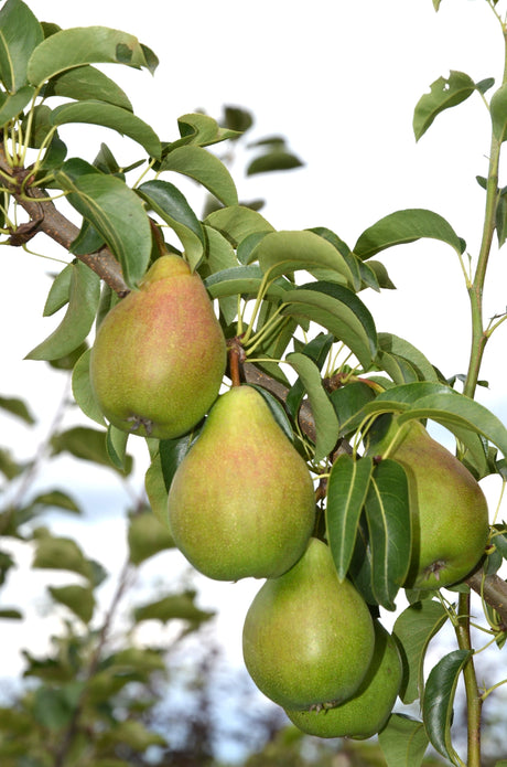 Pyrus com.'Rote Williams Christ'       CAC Birne 'Rote Williams Christ'
