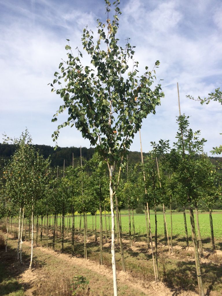 Betula jacquemontii Himalayabirke