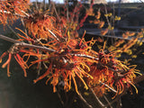 Hamamelis interm.'Jelena' Zaubernuss 'Jelena'          Premiumgehölz