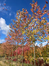Prunus avium 'Plena' Gefülltblüh.Vogelkirsche