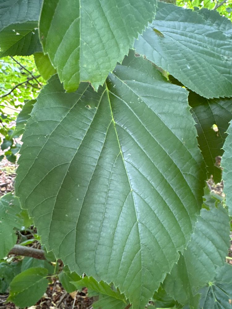 Tilia americana 'Nova' Riesenblättr.Linde