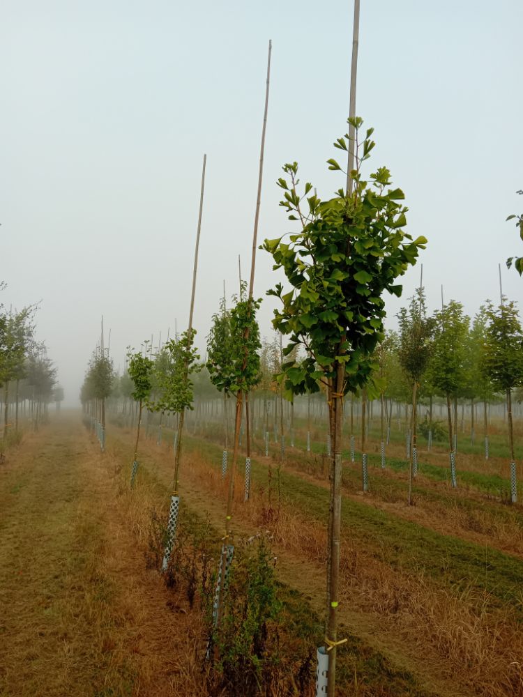 Ginkgo biloba Fächerblattbaum
