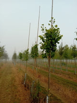 Ginkgo biloba Fächerblattbaum