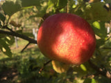Malus 'Jonagold'                       CAC Apfel 'Jonagold'                    mittel