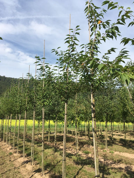 Prunus avium 'Plena' Gefülltblüh.Vogelkirsche