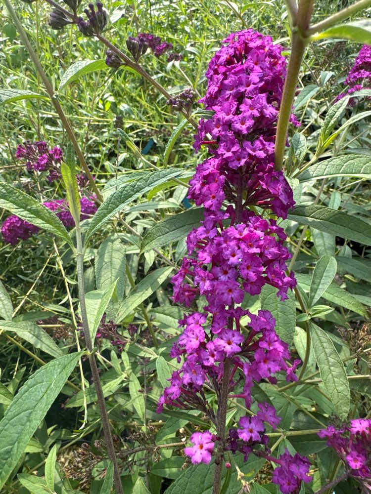Buddleja davidii 'Royal Red' Sommerflieder 'Royal Red'