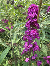 Buddleja davidii 'Royal Red' Sommerflieder 'Royal Red'