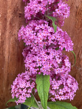 Buddleja davidii 'Pink Delight' Sommerflieder 'Pink Delight'
