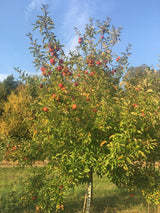 Malus 'Elstar'                         CAC Apfel 'Elstar'                      mittel