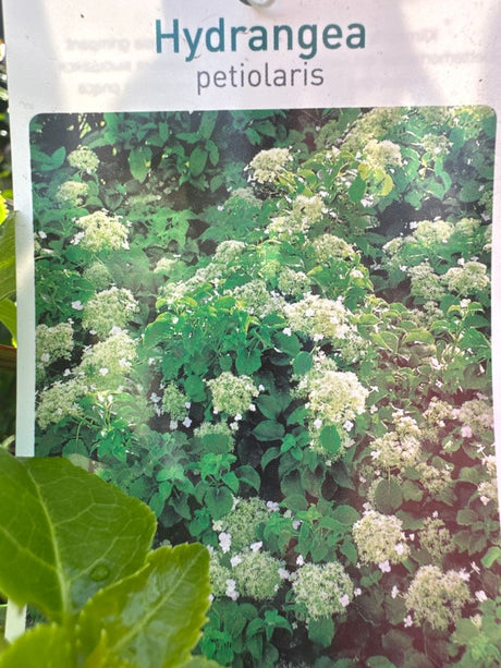 Hydrangea petiolaris Kletterhortensie