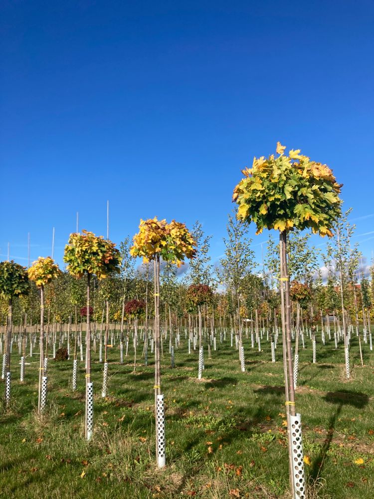 Acer platanoides 'Globosum' Kugelahorn 'Globosum'