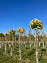 Acer platanoides 'Globosum' Kugelahorn 'Globosum'
